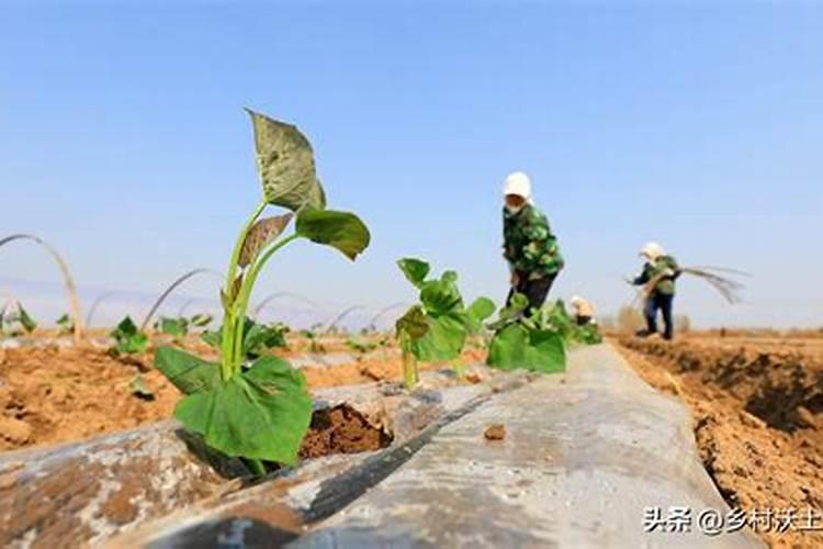 红薯施肥时间和方法