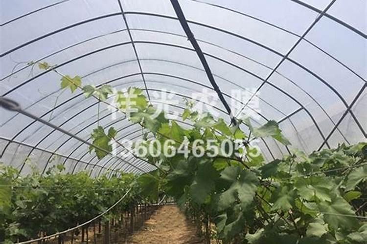 葡萄花后施什么肥料