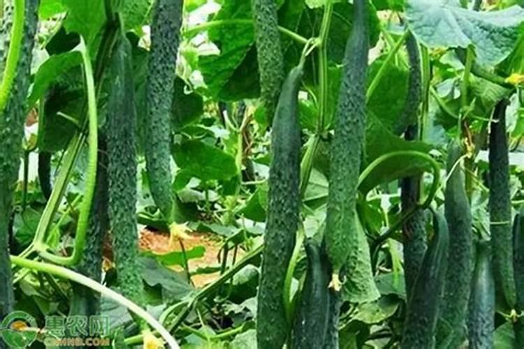 植物烂叶子得了什么病