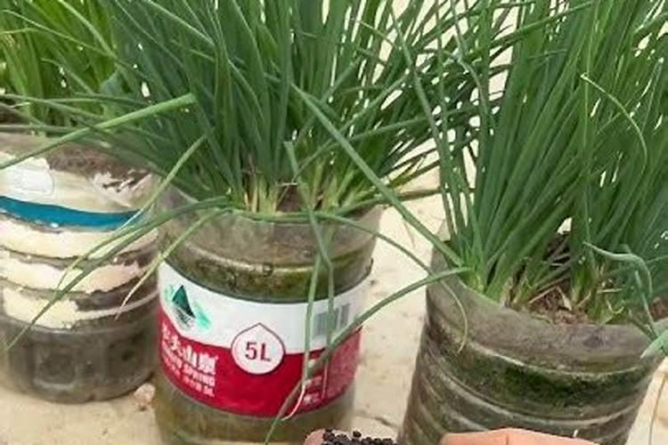 大蒜开春浇水施肥顺序