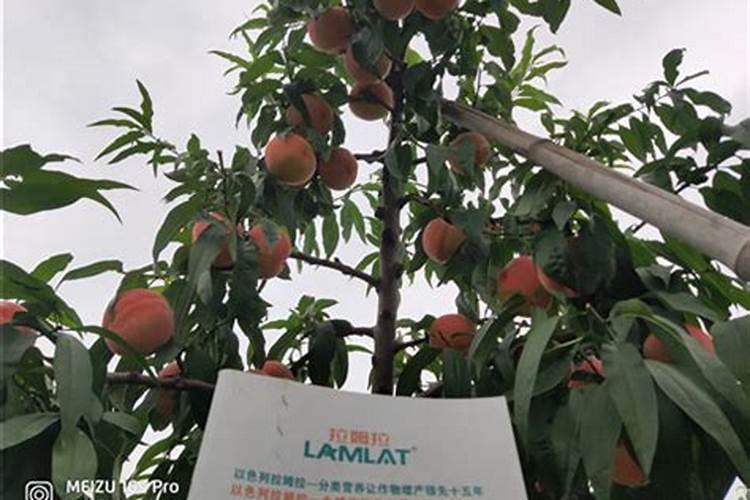 桃子为了增加甜度,施什么肥？