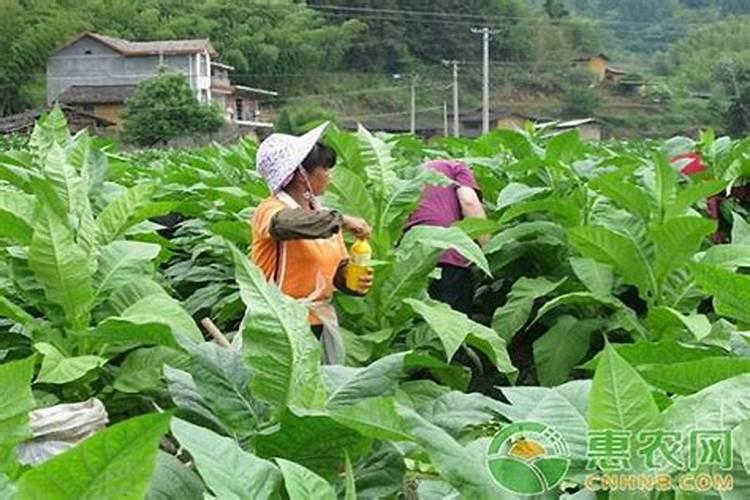小烟苗用什么肥料最好？