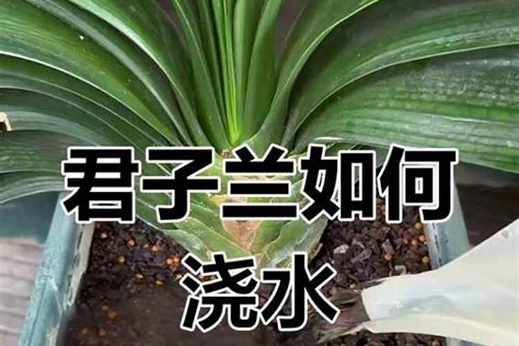 君子兰怎样浇水施肥