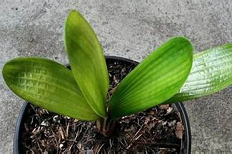 君子兰花期怎么浇水施肥