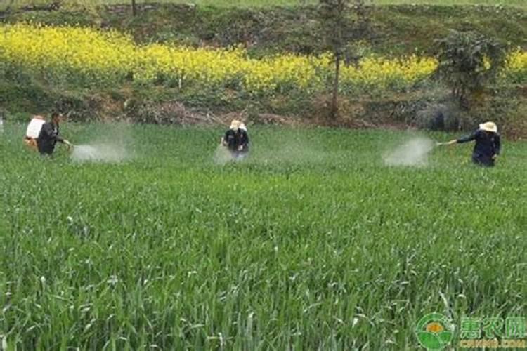 油菜小苗可以用尿素叶面喷洒花卉百科