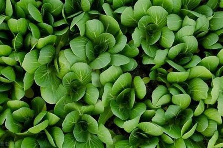 油菜叶面肥什么时间施最好花卉百科