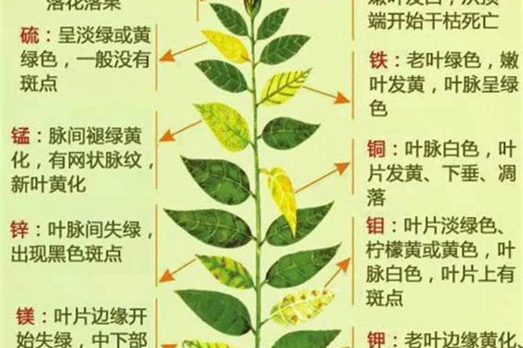 阳光玫瑰葡萄幼苗缺水缺肥的表现有哪些？