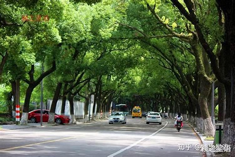 香樟树最好的肥料是什么？