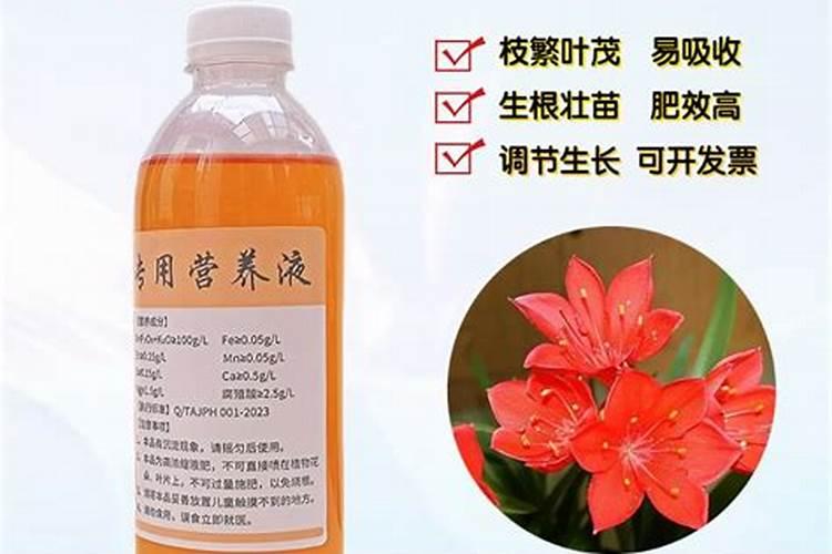 球兰施什么肥最好