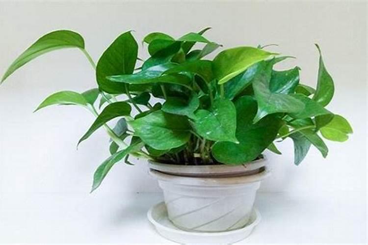 水培植物用什么肥料叶子绿最有效果 水养加什么肥长得快