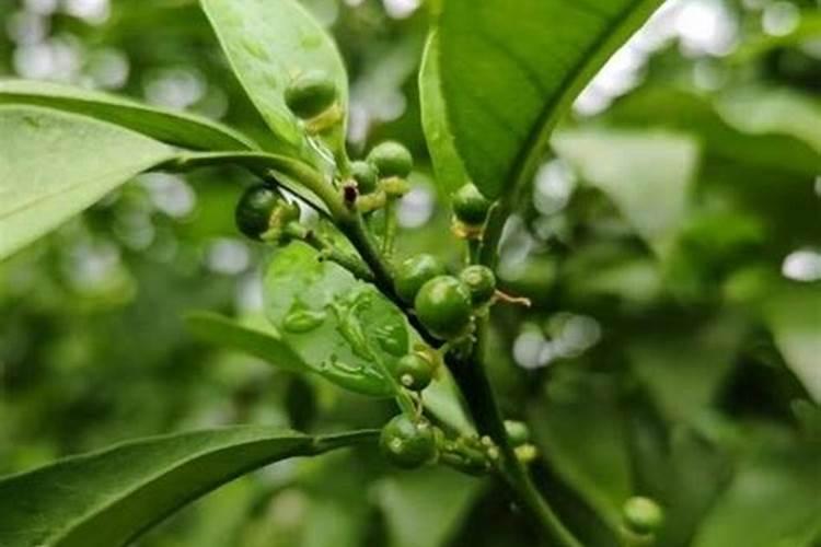 柑橘开花期能不能施水肥呢？需要注意些什么？