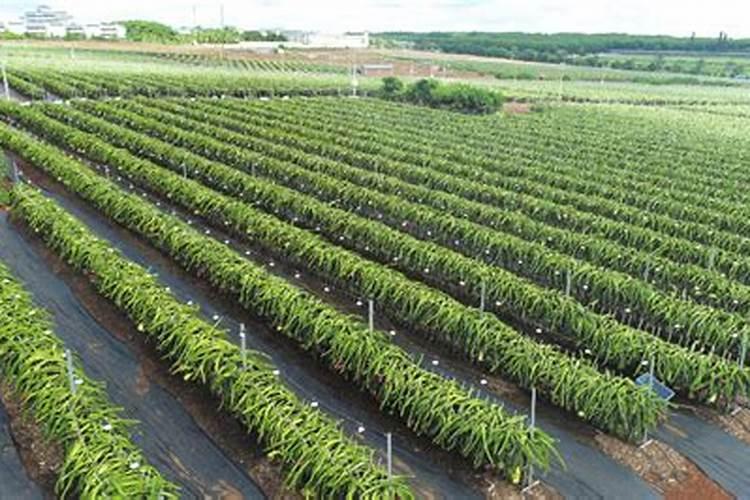 火龙果专用肥料 火龙果专用肥料有哪些
