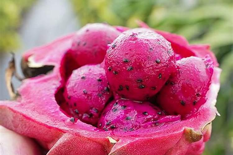 火龙果结果期上什么肥料好？火龙果保花保果专用冲施肥？