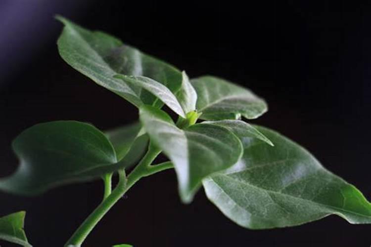 豌豆如何种植才能高产增产？