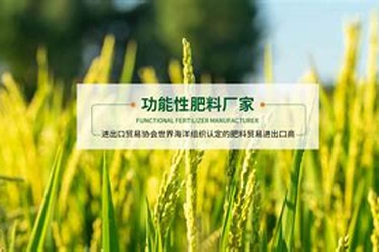 露天西瓜主茎一尺多,需要预防什么病,打什么药