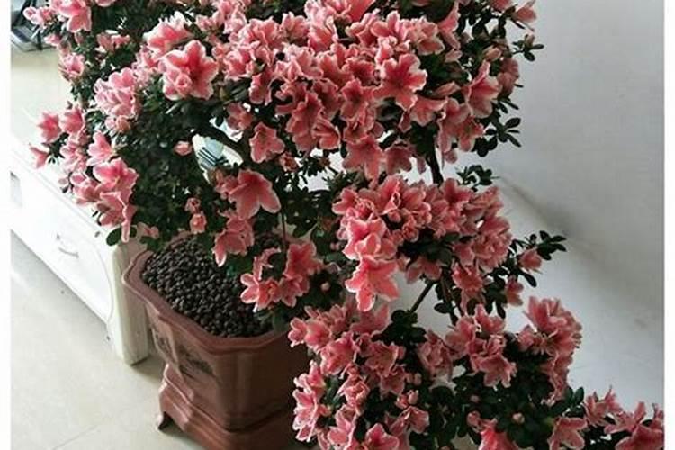 杜鹃花什么时候施肥杜鹃花的最佳施肥时间