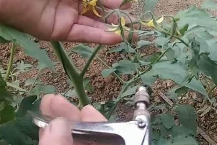 番茄在开花的时候适合用啥叶面肥来补充养分？