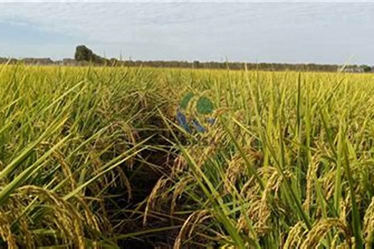 一瓶500克叶面肥能打多少亩地？