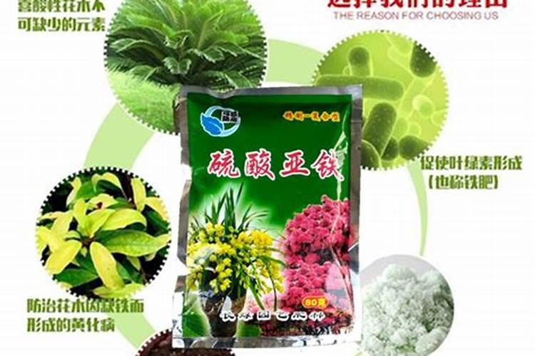 花叶子发黄用什么肥料 ？10种原因对症下药