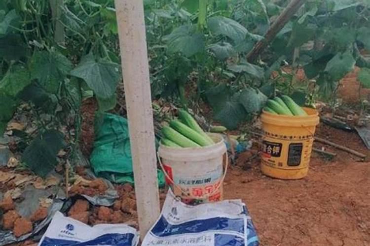 黄瓜用什么肥料产量高