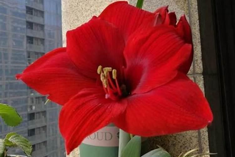 进口朱顶红夏天怎么种 进口朱顶红夏天如何种植