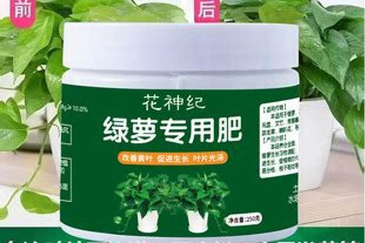 绿萝施什么肥好