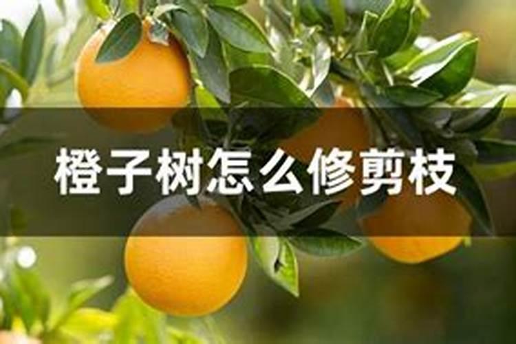 橙子施肥时间和方法