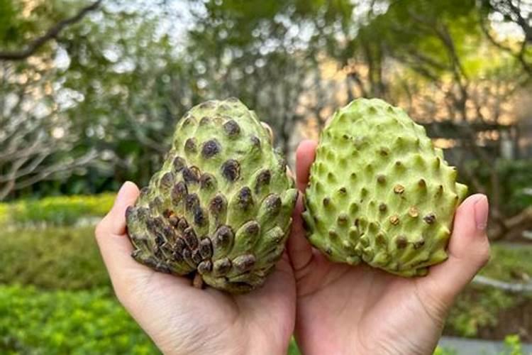 释迦果结果期问题大汇总!