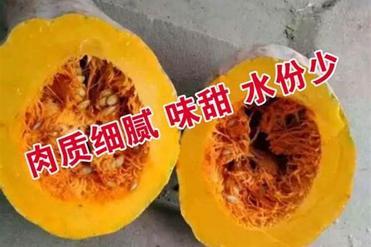 蜜本南瓜栽培技术