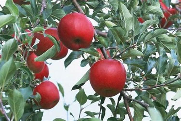 老师抗重茬用点什么药或肥料