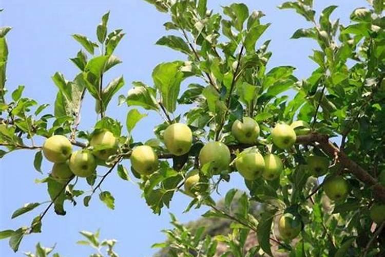 北方苹果什么时候施肥效果最好呢？