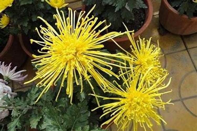 菊花施肥用什么肥料利于开花 种菊花上什么肥最好
