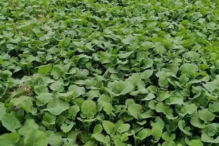 油菜用什么肥料最好