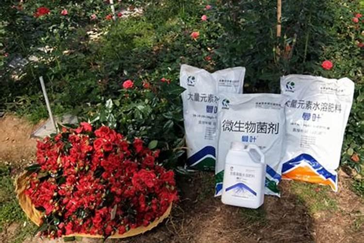 玫瑰老桩秋季不发芽是怎么回事？