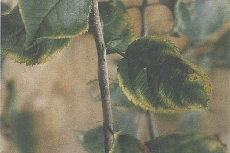 树木长粗用什么肥料？