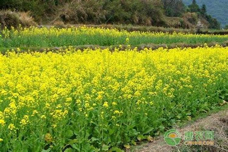 为啥种植油菜要增施硼肥？硼肥的功效都有什么？