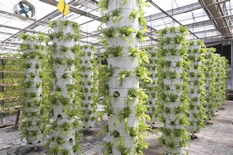 无土栽培不需要使用化肥是正确的吗？