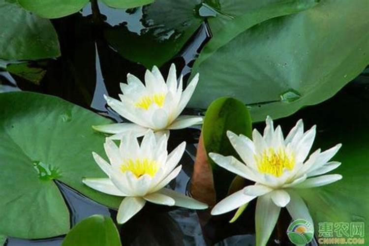 睡莲花施什么肥最好