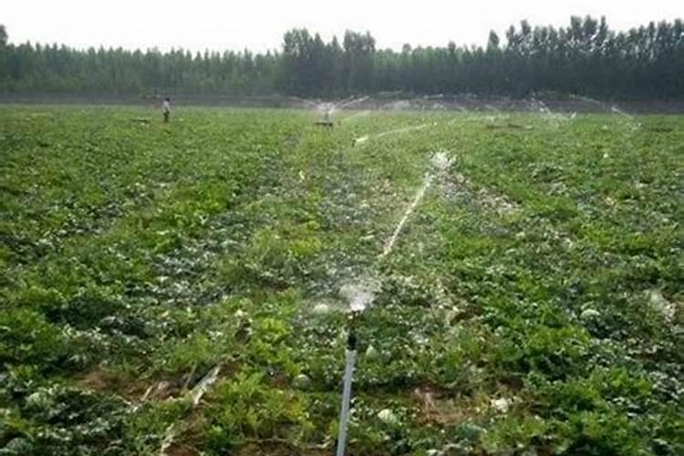 含腐植酸水溶肥料有什么功能和普通水溶肥有区别吗？