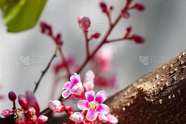种杨桃施什么肥