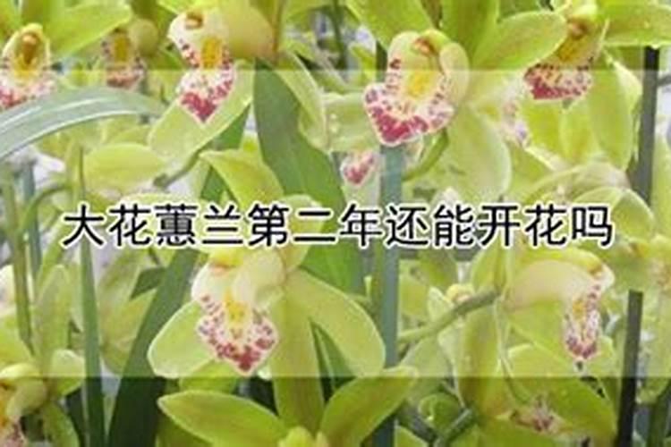 大花蕙兰花期用什么肥