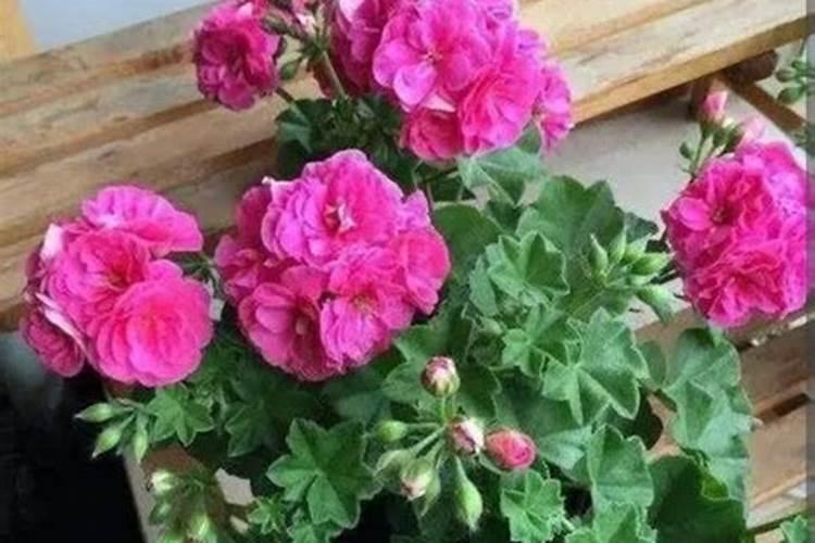 夏天怎么给花施肥 施肥的时候要注意什么