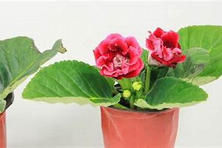 大岩桐花期用什么肥料