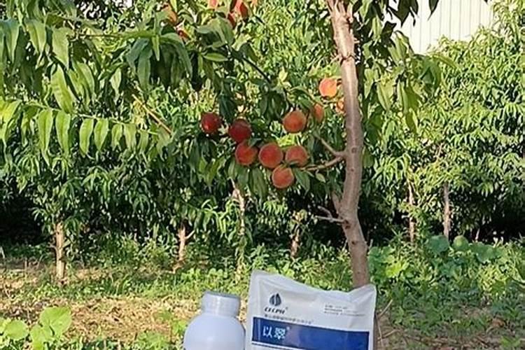桃树浇什么肥料能增产增甜？种植桃树防病增产施肥管理如何做