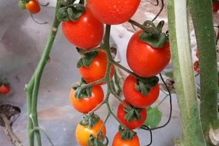 大棚西红柿啥时期冲施高磷肥？