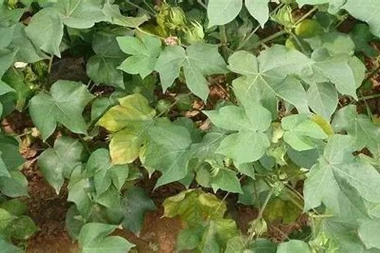 柑橘树什么时候施高钾？