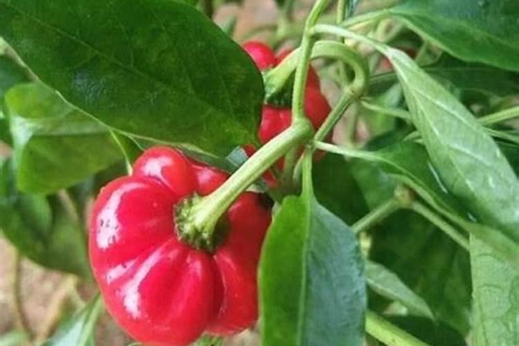 辣椒开花怎么管理