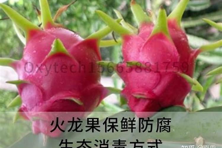 五六月养护盆栽火龙果怎么避免腐烂