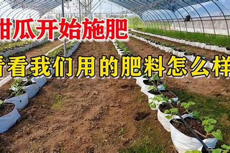 各位老师温室甜瓜咋冲肥