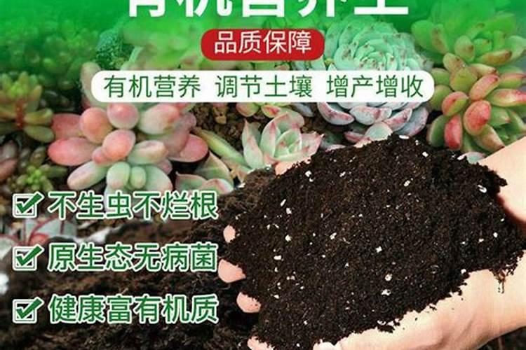 大叶野豌豆基本信息